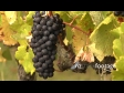 Grapes on Vine 1 571